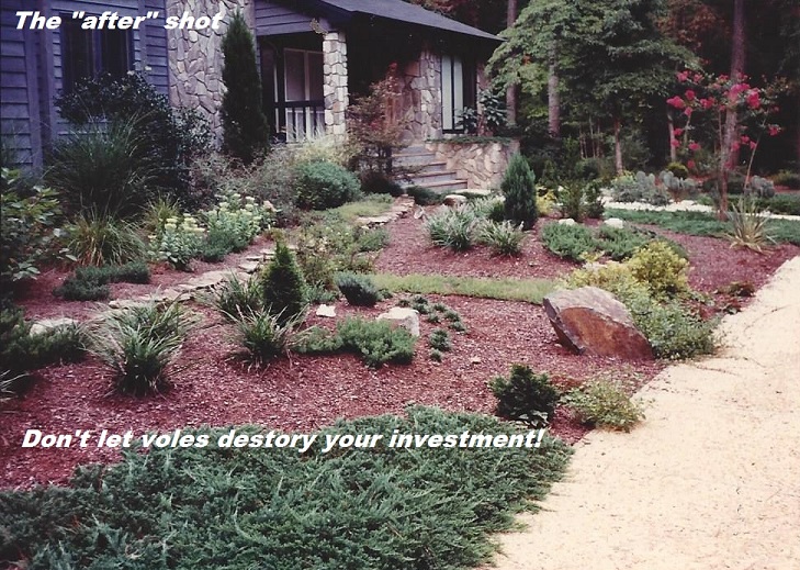 Raleigh Landscape After Installation