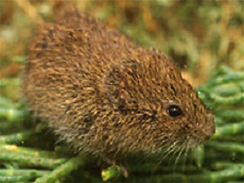 California Vole California Vole