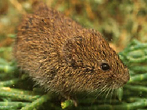 California Vole