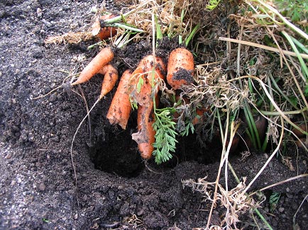 Vole Damaged Carrots