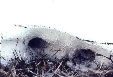 Gopher  Snow Tunnels