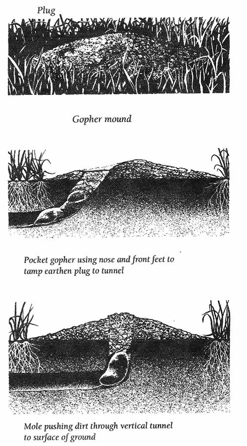 Gopher Mound versus Mole Mound Drawing