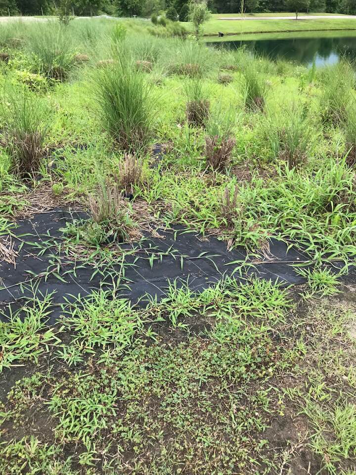 weeds growing on top of landscape fabric