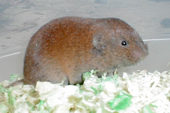 Pine Vole Pine Vole