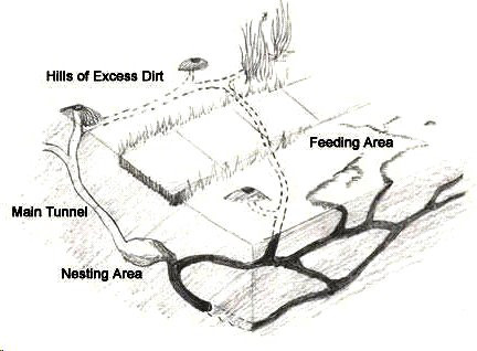 Typical mole tunnel system