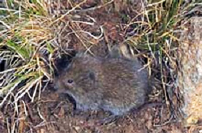 Montane Vole Montane Vole