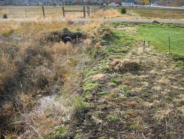 Overgrown Ditch