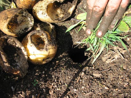 Vole Damaged Potatoes