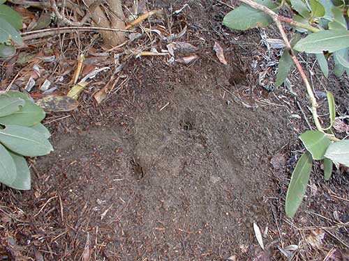 Prairie Vole Tunnel