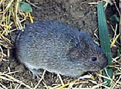 Prairie Vole