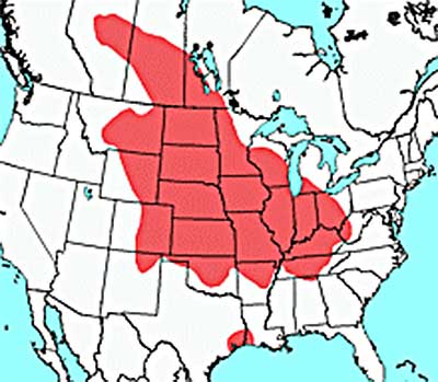 Distribution Map of the Prairie Vole