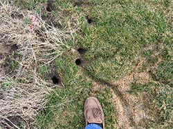 vole burrow holes