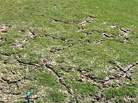 vole lawn damage