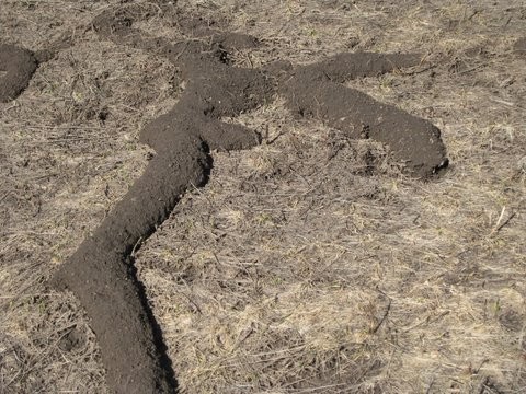 Pocket Gophers Vole Control