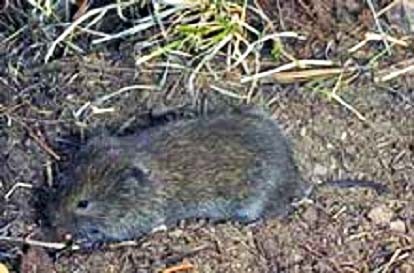 Long Tailed Vole
