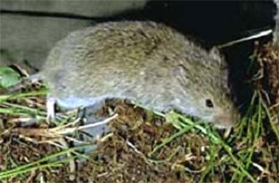 vole bait station