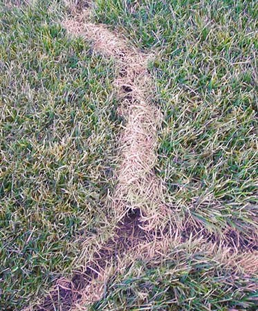 Meadow Vole Lawn Damage