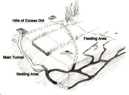 Vole Control Biology Diagrams