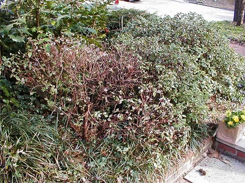 Shrub that is dying due to voles eating the roots 