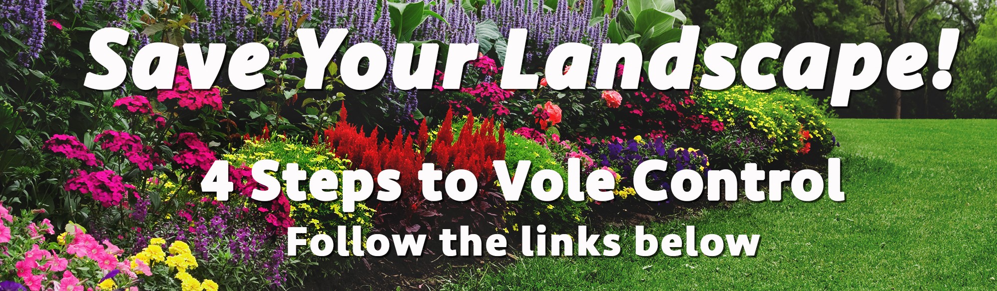 Get Rid of Voles - Four Steps to Vole Control