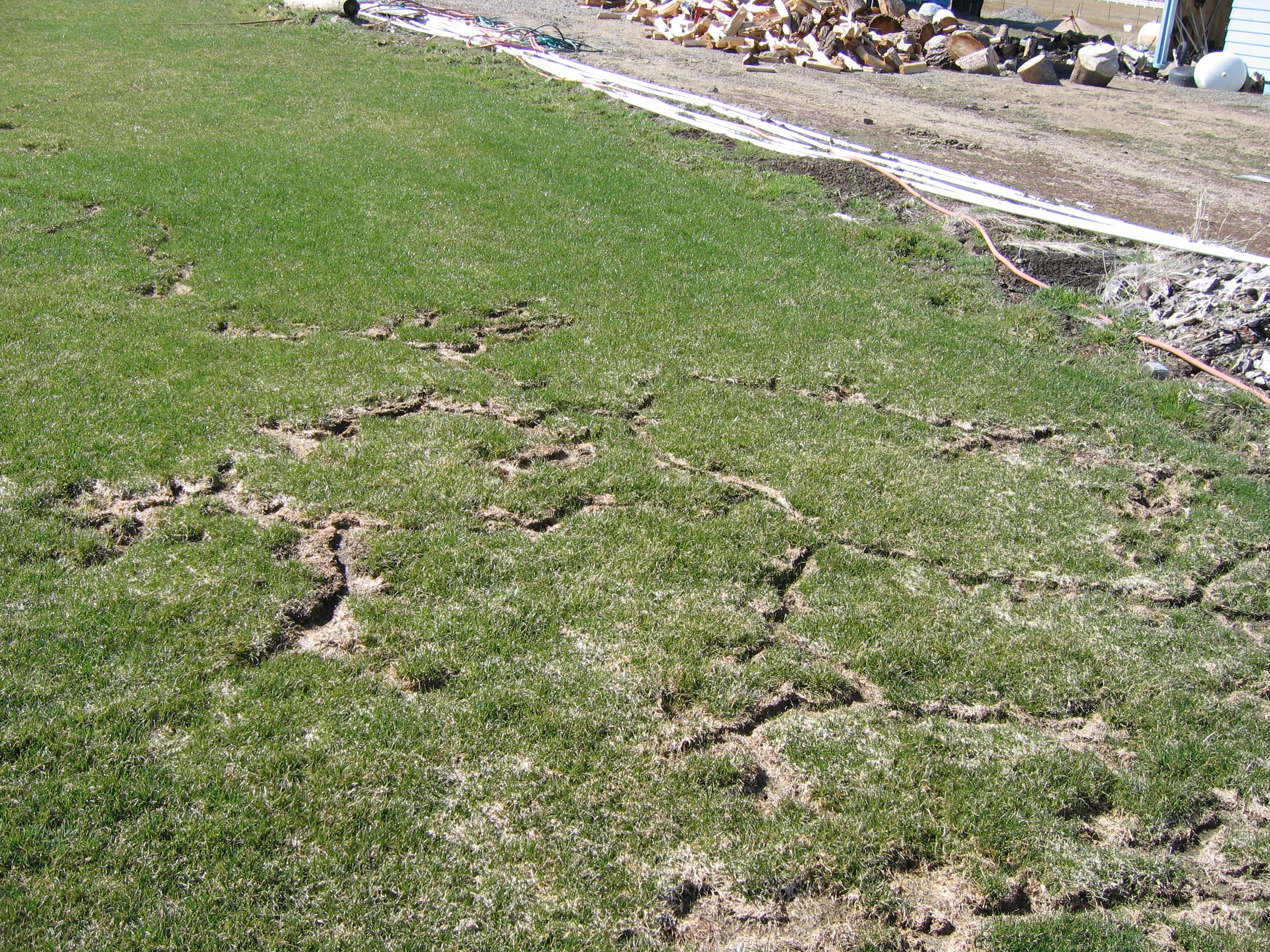 vole trails in grass after snow melt