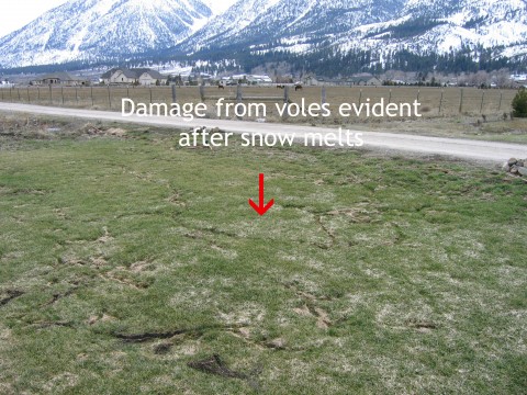 Vole signs in grass after snow melts