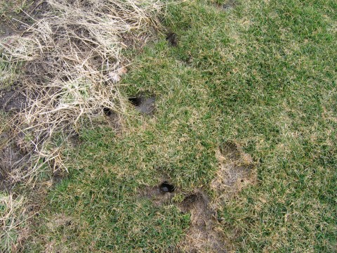 vole entrance holes found when snow melt