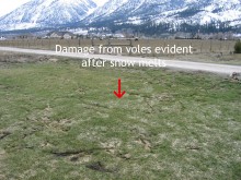 Vole signs in grass after snow melts