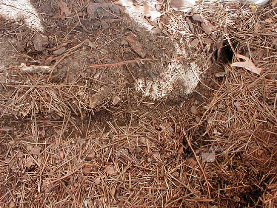 Vole Tunnel under mulch