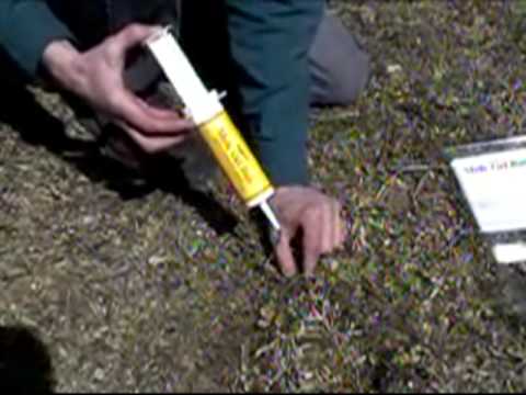 Kaput Mole Bait Syringe in Use