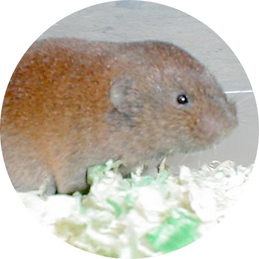 What are Voles