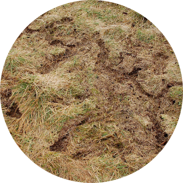 What are Voles