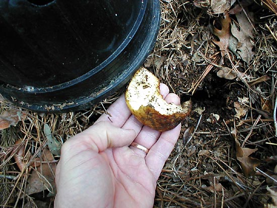 partially eaten apple